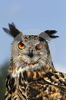 European Eagle Owl, asio otus, Portrait of Adult