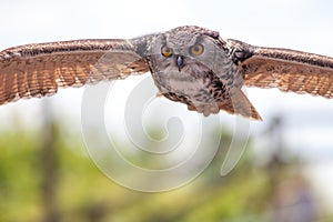 European eagle owl bird of prey in flight hunting. Stealthy pred