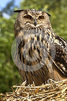 European Eagle Owl (Buba bubo)