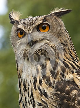 European Eagle Owl (Buba bubo)