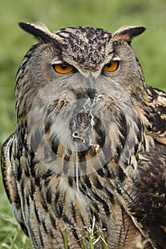 European Eagle Owl (Buba bubo)