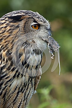 European Eagle Owl (Buba bubo) - Scotland