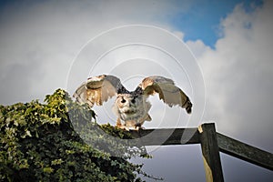 European eagle owl Bubo bubo