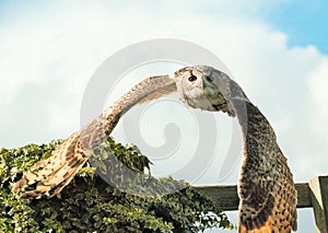 European eagle owl Bubo bubo