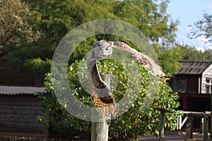 European eagle owl Bubo bubo