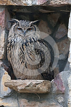 European eagle-owl Bubo bubo