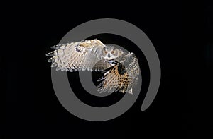 European Eagle Owl, bubo bubo, Adult in Flight against Black Background