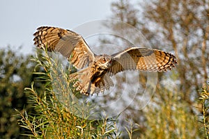 An European Eagle Owl Bubo bubo flying