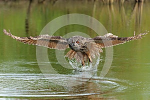 European Eagle Owl Bubo bubo flying