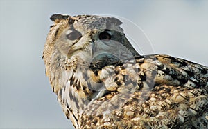 European eagle owl Bubo bubo portrait