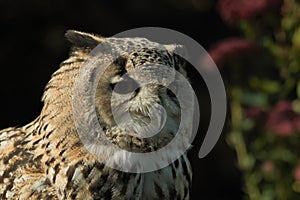 European eagle owl Bubo bubo portrait
