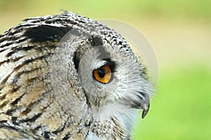 European eagle owl Bubo bubo portrait profile