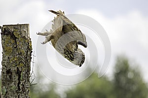 European Eagle Owl diving towards prey