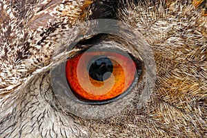 European Eagle Owl Eye Closeup