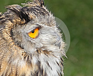 European eagle owl face