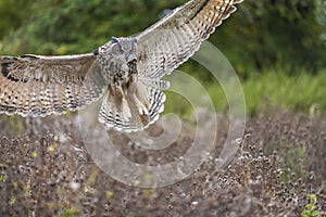 European Eagle Owl in Flight
