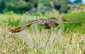 European Eagle Owl in flight