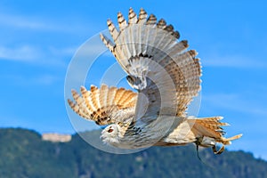 European eagle owl flying