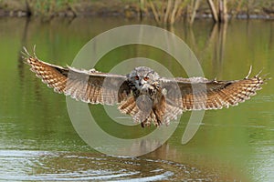 European Eagle Owl flying over a lake