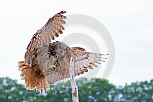 European Eagle Owl flying over the meadows