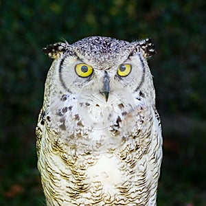 European Eagle Owl photo