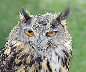 European eagle owl head