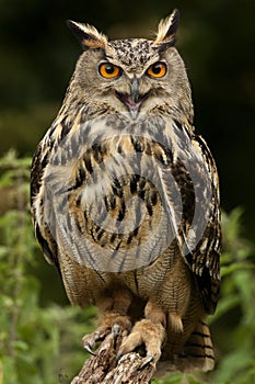 European Eagle Owl - Highlands of Scotland