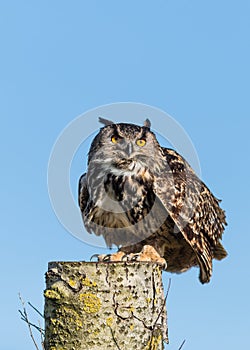 European Eagle Owl On Log