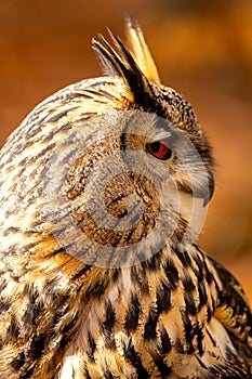 The European eagle owl is one of the largest owls. Here is a beautiful portrait of this wonderful bird. Its red eyes harmonize