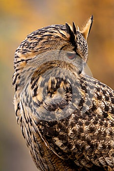 The European eagle owl is one of the largest owls. Here is a beautiful portrait of this wonderful bird. Its red eyes harmonize