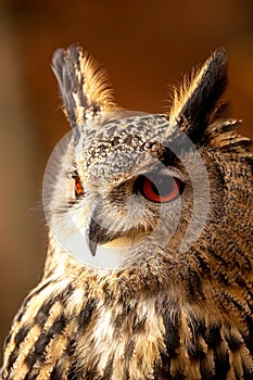 The European eagle owl is one of the largest owls. Here is a beautiful portrait of this wonderful bird. Its red eyes harmonize