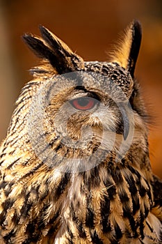 The European eagle owl is one of the largest owls. Here is a beautiful portrait of this wonderful bird. Its red eyes harmonize