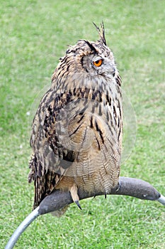 European eagle owl perching