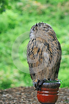 European Eagle Owl on a post