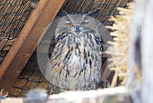 European Eagle owl resting, eyes open