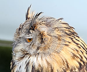 European eagle owl side view