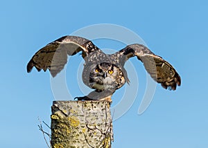 European Eagle Owl Taking Off