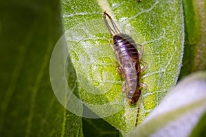 A European Earwig or Common Earwig (Forficula auricularia)