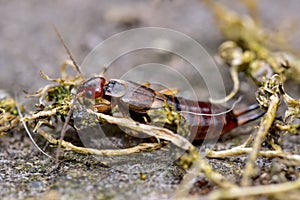 European Earwig Crawling over twigs