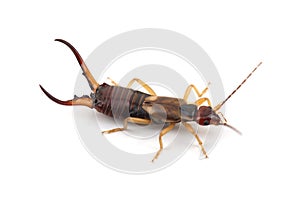 European earwig Forficula auricularia isolated on white