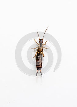 European earwig - Forficula auricularia â€“ on the white background