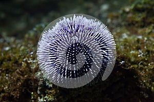 European edible sea urchin (Echinus esculentus)