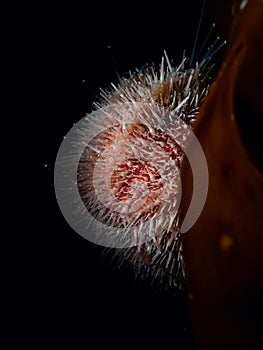 European edible sea urchin, Echinus esculentus. Flame Shell Point. Loch Carron, Scotland