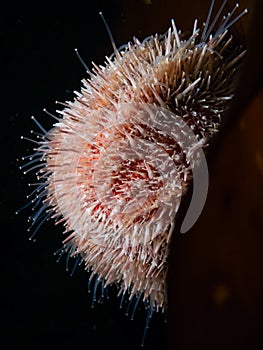 European edible sea urchin, Echinus esculentus. Flame Shell Point. Loch Carron, Scotland