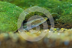 European eel - Anguilla anguilla is a species of eel, a snake-like, catadromous fish. They can reach a length of 1.5 m, juvenile