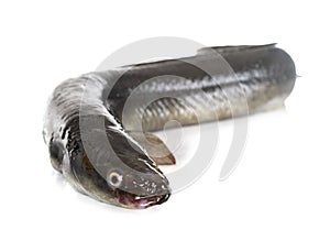 European eel in studio