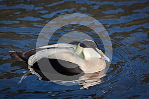 European Eider Duck somateria mollissima mollissima