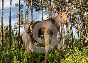 European elk Alces alces two twin calves in bilberry bushes