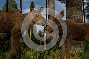 European elk Alces alces two twin calves in bilberry bushes in the forest