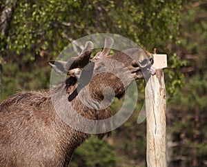 European Elk enjoying licking a salt block